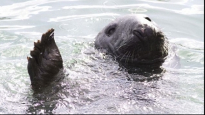 O focă salută turiştii cu lăbuţa pentru a primi peşte VEZI FOTO