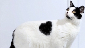 Pisica iubăreaţă: O felină are o inimoară pe blană VEZI FOTO