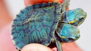 Exemplar unic: ţestoasa cu 2 capete şi 5 picioare 