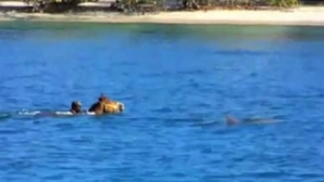Un cal a înotat alături de un delfin VEZI VIDEO