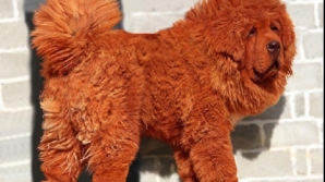 Cel mai scump câine din lume valorează un milion de lire sterline