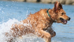 Animalele au capacitatea de a prevesti tsunamiul şi alte dezastre naturale