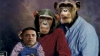 Fotografia cu Obama pe post de maimuţă stârneşte polemici în SUA