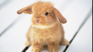 Experiment traumatizant: Au sacrificat un iepure în fața elevilor