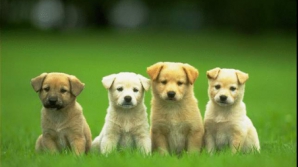 Experimente genetice. Americanii au inventat rase noi de câini