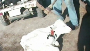 Imagini şocante! Viţei maltrataţi şi omorâţi cu lovituri de târnăcop în cap la o fermă din SUA