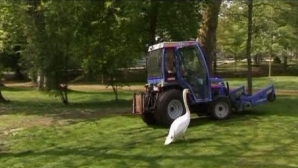 Poveste de dragoste între o lebădă și un tractor VEZI VIDEO