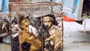 Un transport de câini pentru restaurante a fost oprit de activişti pentru drepturile animalelor