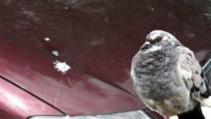 Soarele şi găinaţul, cele mai mari pericole pentru vopseaua maşinii tale