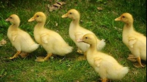 Cinci răţuşte care urmăresc un yo-yo au devenit celebre pe Youtube VIDEO