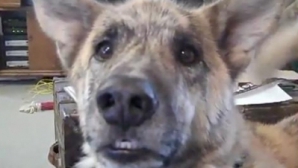 Cum să tachinezi un câine: Îi povesteşti de mâncarea pe care i-ai dat-o pisicii VEZI VIDEO