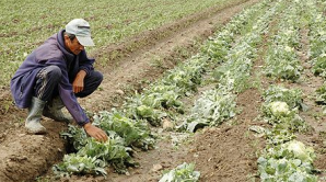  Din cauza ploilor puternice din ultimele zile, recolta oamenilor este compromisă