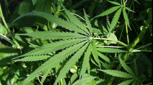 Olanda vrea să interzică turiştilor să cumpere droguri în magazinele specializate