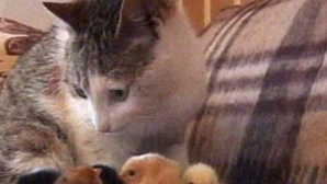 O pisică - "cloşca" adoptivă a unor pui de găină VIDEO