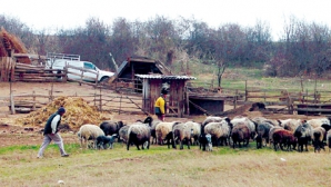 Stau cu stâna în mijlocul satului de 4 ani. Vezi ce spun autorităţile