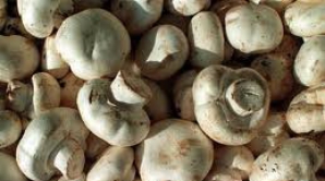 Marea Britanie: Au fost găsite 600 de kilograme de ciuperci contaminate radioactiv 