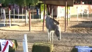 Măgarul Andres a prezis retrogradarea formaţiei argentiniene River Plate