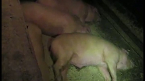 Ciuma africană de porci "bântuie" din nou Rusia 