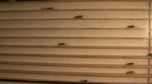 Şi rozătoarele participă la curse: Şoricelul Bolt "a luat trofeul"