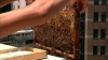 O organizaţie care promovează apicultura creşte albine la etaj, în Hong Kong 