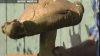O ciupercă gigant de 2,4 kilograme a fost descoperită în regiunea Tomsk 