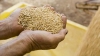 Guvernul dă o mână de ajutor combinatelor de pâine din Orhei şi Taraclia 