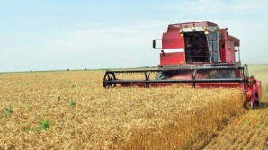 Avem pâine din belşug. Fermierii moldoveni vor recolta 800 de mii de tone de grâu, anul acesta