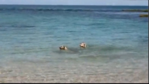 (VIDEO) Un câine muşcă un rechin sub apă