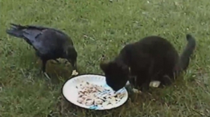 (VIDEO) Prietenie neverosimilă între o cioară şi o pisică 