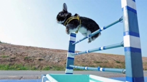 Iepuraşii au participat la o cursă cu obstacole VIDEO