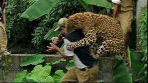 Un leopard a terorizat un sat întreg! 6 oameni au fost răniţi