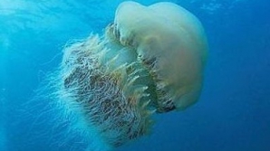 O centrală nucleară din Scoţia a fost invadată de meduze 