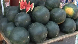 Producţia de pepeni verzi este cu 30% mai mare decât anul trecut 