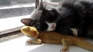 O pisicuţă s-a îndrăgostit nebuneşte de o iguană VIDEO