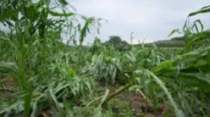 Filat: Guvernul nu poate compensa de fiecare dată pagubele provocate de grindină