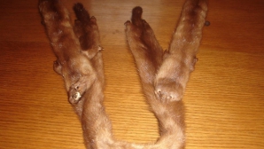 Contrabandă cu blănuri naturale la postul vamal Sculeni