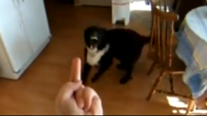 Câinele care o ia razna când i se arată gesturi obscene VEZI VIDEO