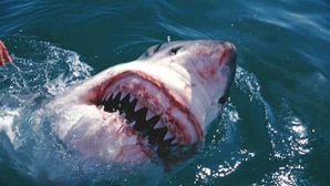 Doi tineri SFÂŞIAŢI de un rechin în Rusia