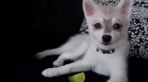 Cum reacţionează un câine după ce gustă o lămâie verde VIDEO