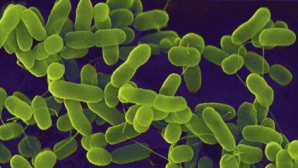 Revista presei: Doar câţiva producători afectaţi de panica E.coli vor primi ajutor din partea UE