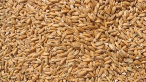 Producţia de grâu a crescut cu 7 la sută anul acesta faţă de anul trecut