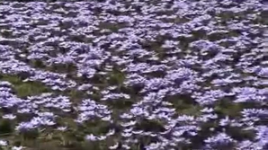 O substanţă extrasă din şofran poate distruge tumorile canceroase din organism 