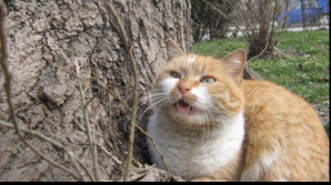 (VIDEO) Pisoiul cu miorlăitul straniu: Nu pricepi, hamăie sau miaună 