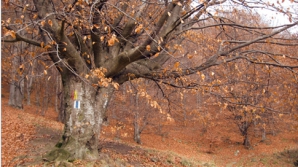 Cod galben de îngheţuri