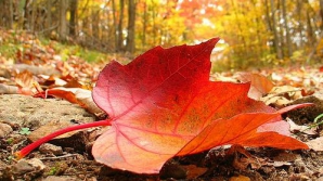 Prognoza meteo pentru 4 octombrie