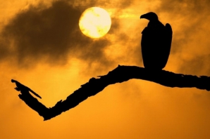 În căutarea fotografiei perfecte, timp de opt ani a străbătut 40 de mii de kilometri