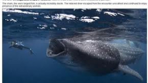 Un scafandru american a murit sfâşiat de un rechin