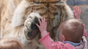 Imaginea zilei în lume: Un tigru care "salută" un copil