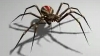 ÎNFRICOȘĂTOR! Un medic din China a descoperit un păianjen care îşi făcuse cuib în urechea unui bărbat