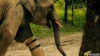 Trist dar adevărat: Povestea unui elefant cu patru proteze VIDEO